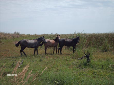 --�������� - ������� (����������)