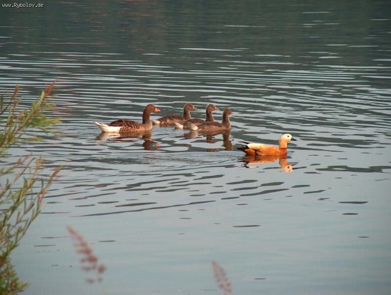 --�����. - ������� (����������)