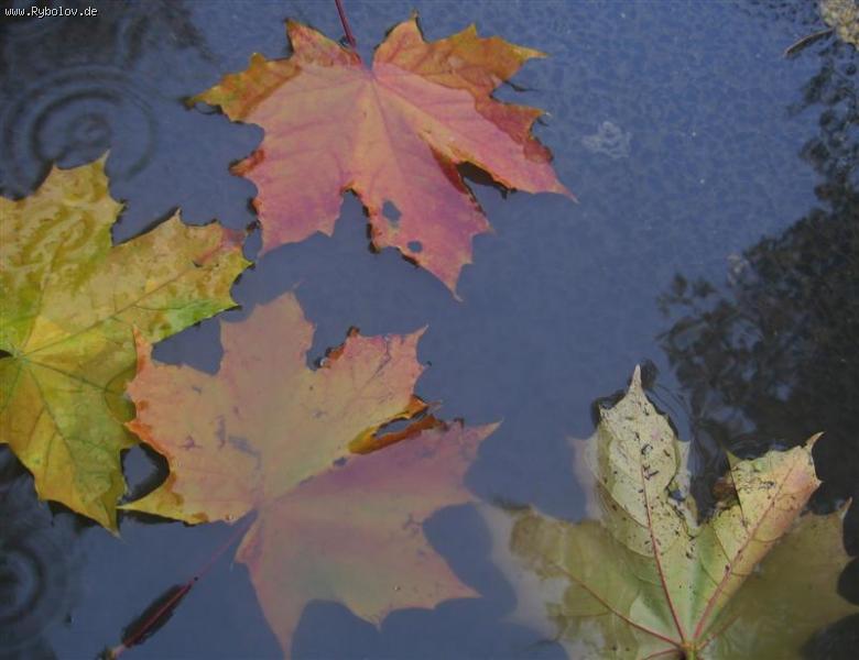 --����� ������ ��������. - ������� (����������)