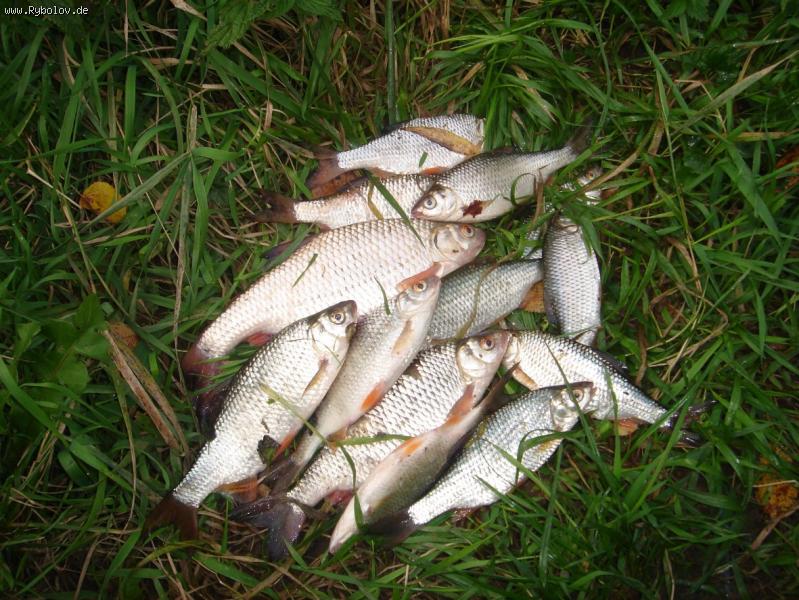 --������� ����� - ������� (����������)