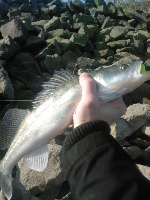 --����� - ������� (����������)