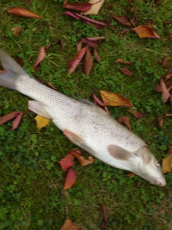 --Barbe - ������� (����������)