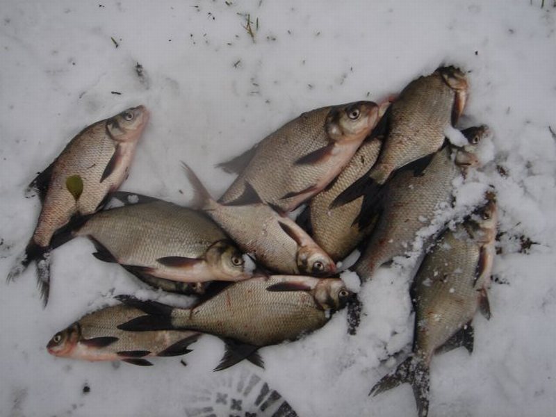 --����� �������� - ������� (����������)