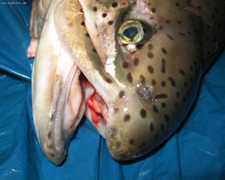 --������ - ������� (����������)