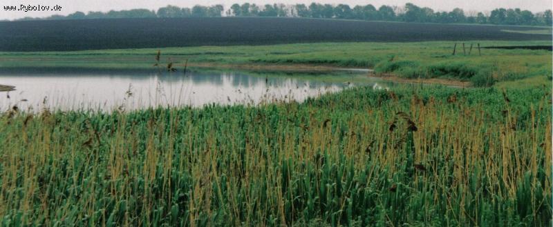 --Места обитания карпа и толстолоба. - рыбалка (фотоальбом)