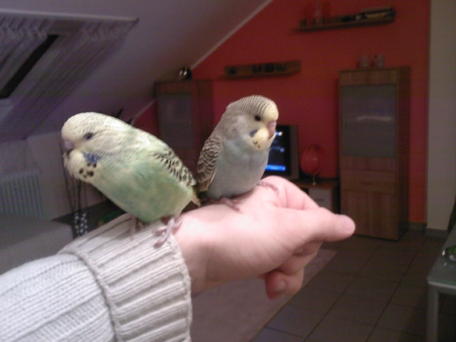 --welensitiche - ������� (����������)