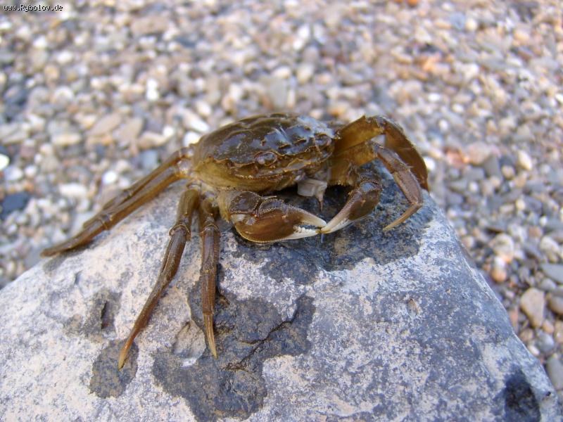 --11.07.2006, Wesell, Rhein - ������� (����������)