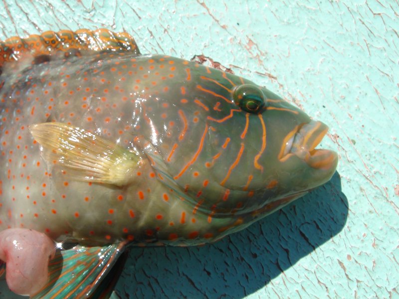 --����� �������� ���� ��������� ������� - ������� (����������)