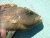 ����� �������� ���� ��������� ������� - ������� (����������)