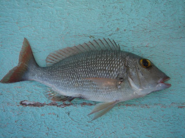 --����� �������� ���� ��������� ������� - ������� (����������)