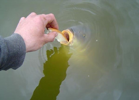 --����, �� ���!��������� ���������! - ������� (����������)