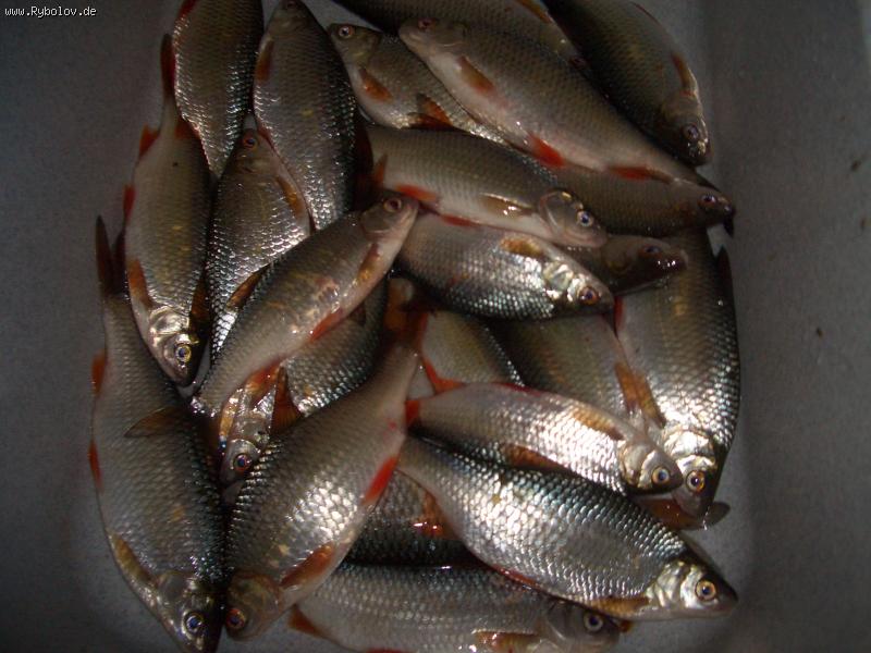 --weihnachten  -  ()