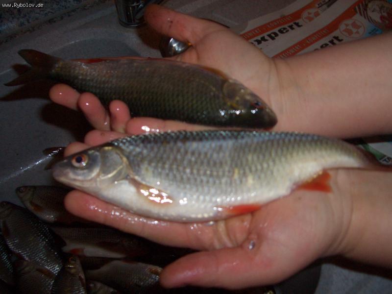 --���� � ���� ��� ���� � �����. - ������� (����������)