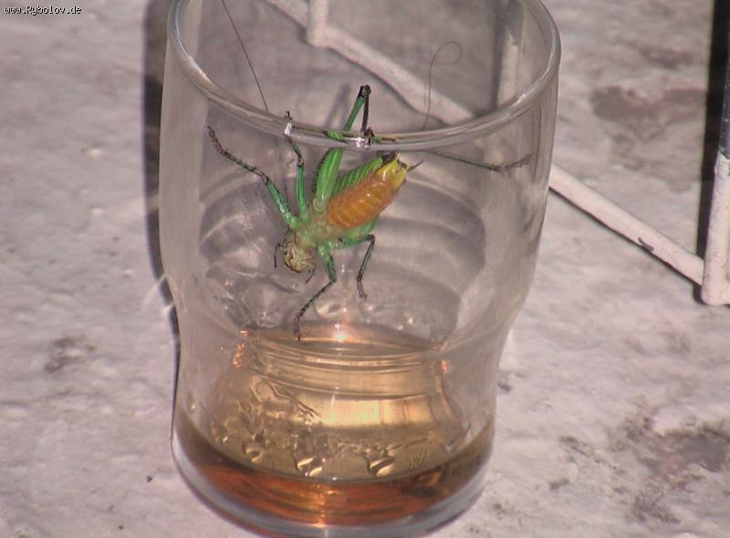 --�����! - ������� (����������)