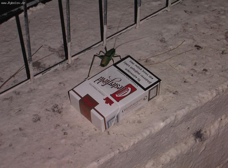 --� ������ ������! - ������� (����������)