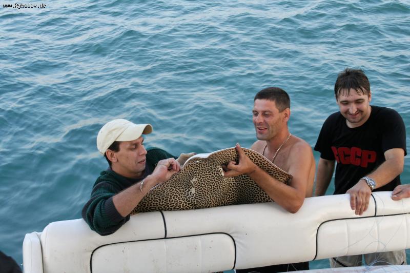 --Rotes Meer - ������� (����������)