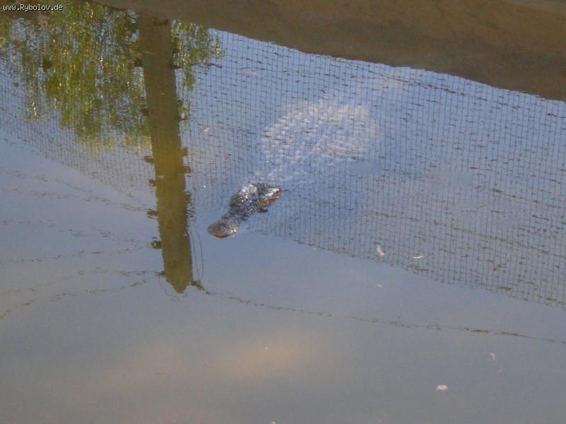 --Tunezija - ������� (����������)