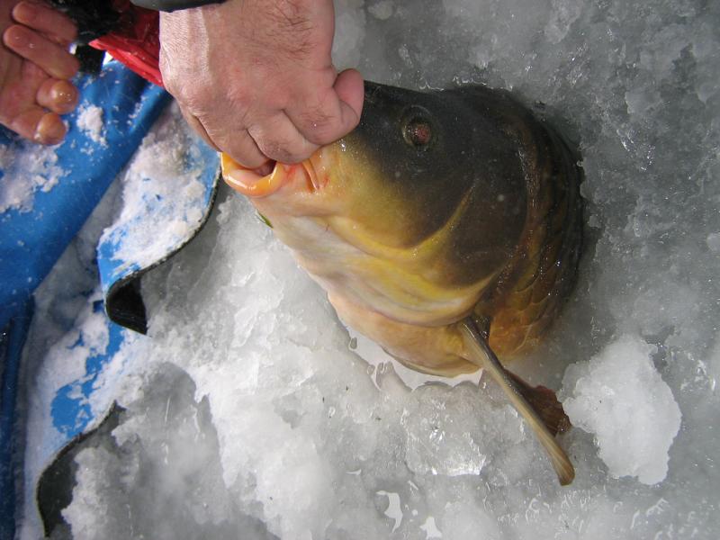 --��� � ������� � ���� "������ ����" - ������� (����������)