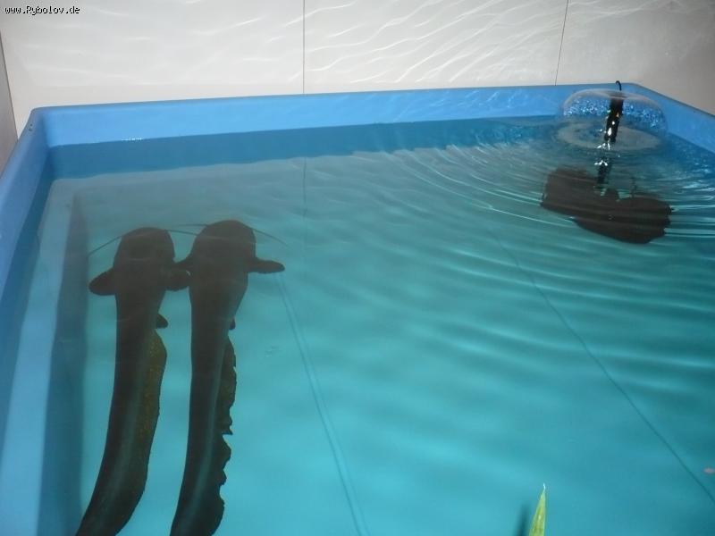 --Messe in Duisburg 04.01.2008 - ������� (����������)