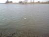  Brassen na Rheine -  ()