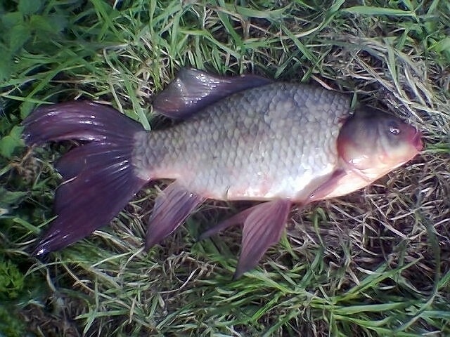 --�����,������� ���... - ������� (����������)