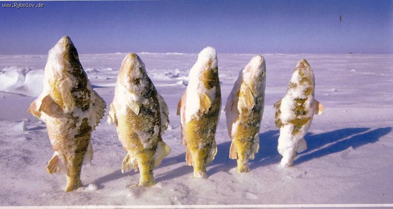 --Fischparade -  ()