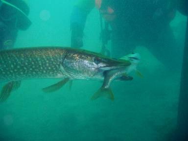 --Hecht - ������� (����������)