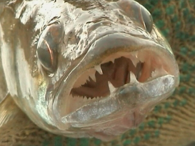 --������� ����� - ������� (����������)