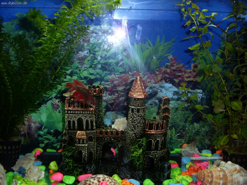 --������� � ��������� - ������� (����������)