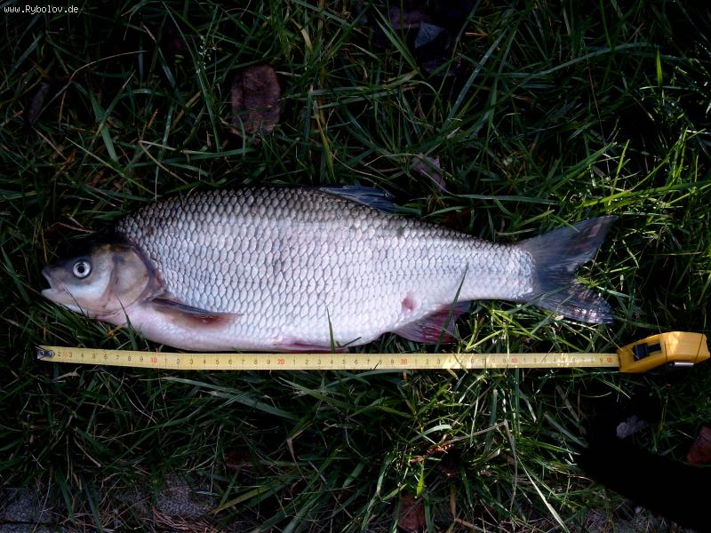 --��� ��� �� ����? - ������� (����������)