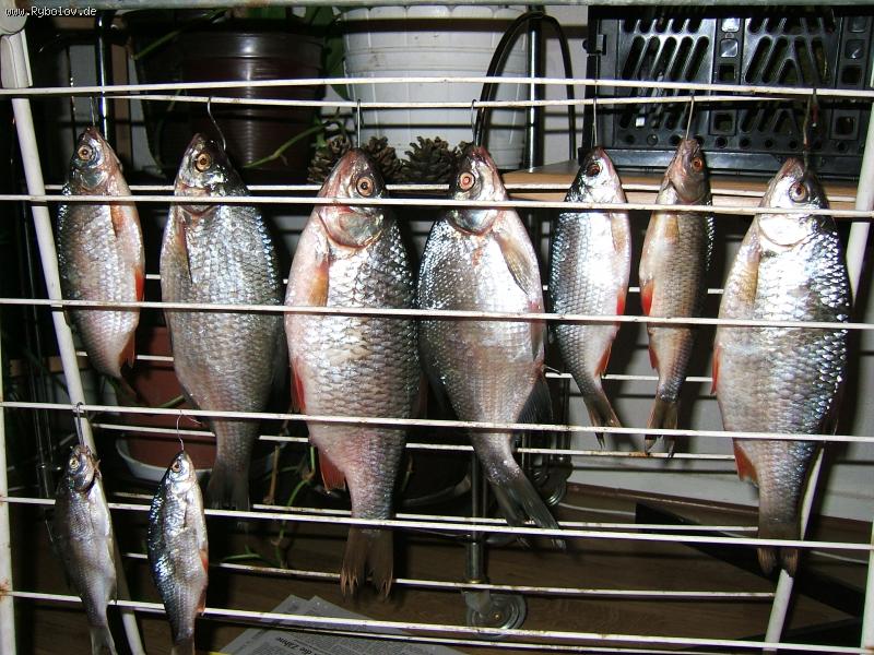 --�������� � ������ ����� ���� ���� - ������� (����������)