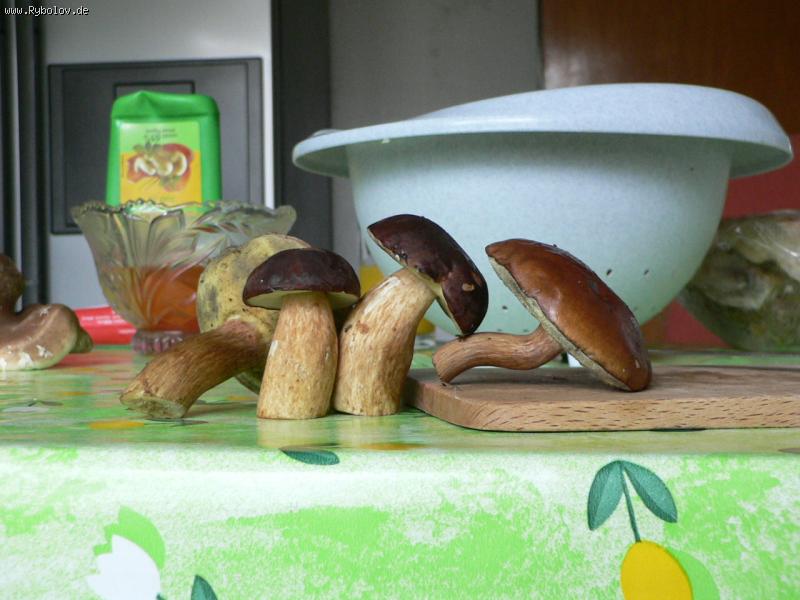 --��������, 2006 - ������� (����������)