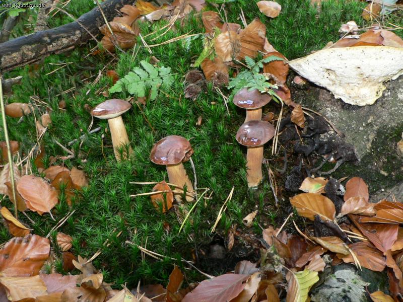 --Мечта грибника,2006 - рыбалка (фотоальбом)