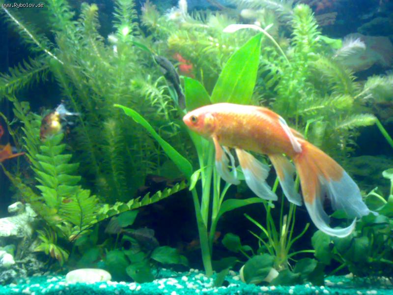 --��� ������� - ������� (����������)