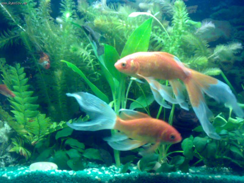 --мои любимцы - рыбалка (фотоальбом)