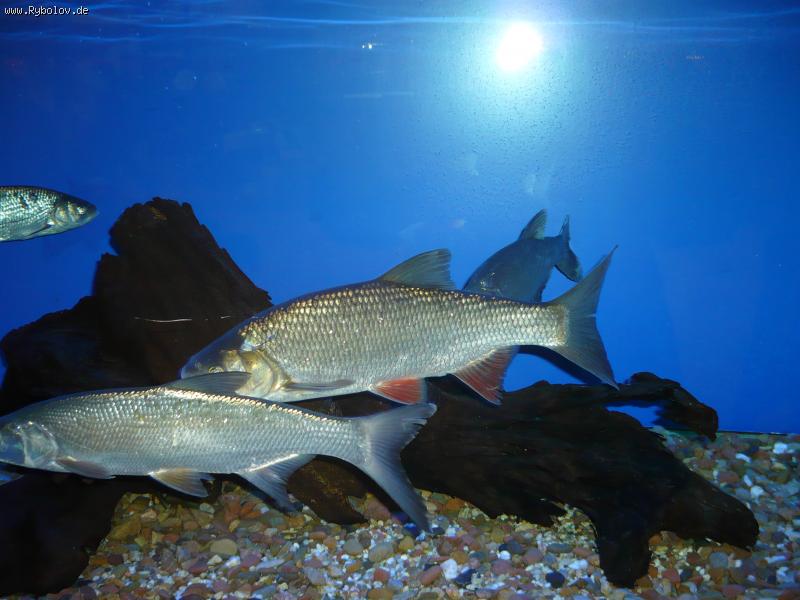 --�������� � ��������� - ������� (����������)