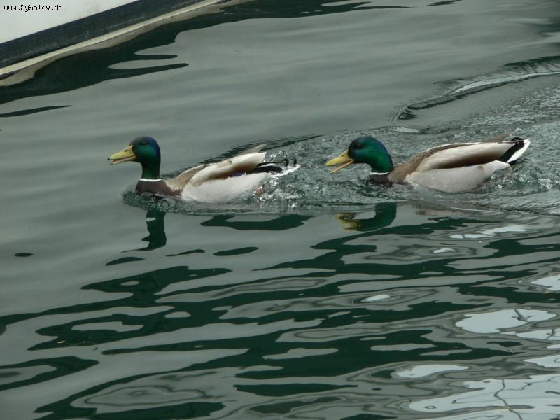 --Щаз догоню - рыбалка (фотоальбом)