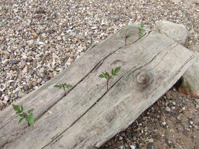 --����� ������������ - ������� (����������)