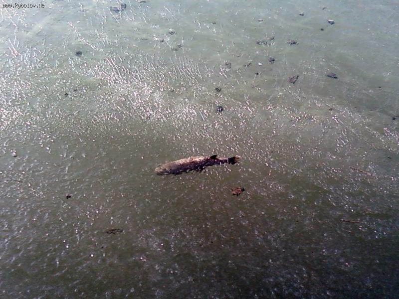 --Eisforelle - ������� (����������)