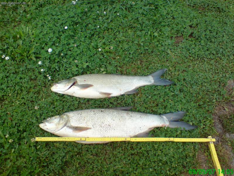 --scherih 70cm 4,5kg -  ()