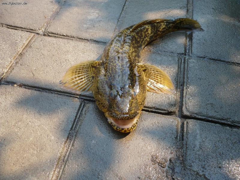 --������������ � ������ ������� �� ������� - ������� (����������)