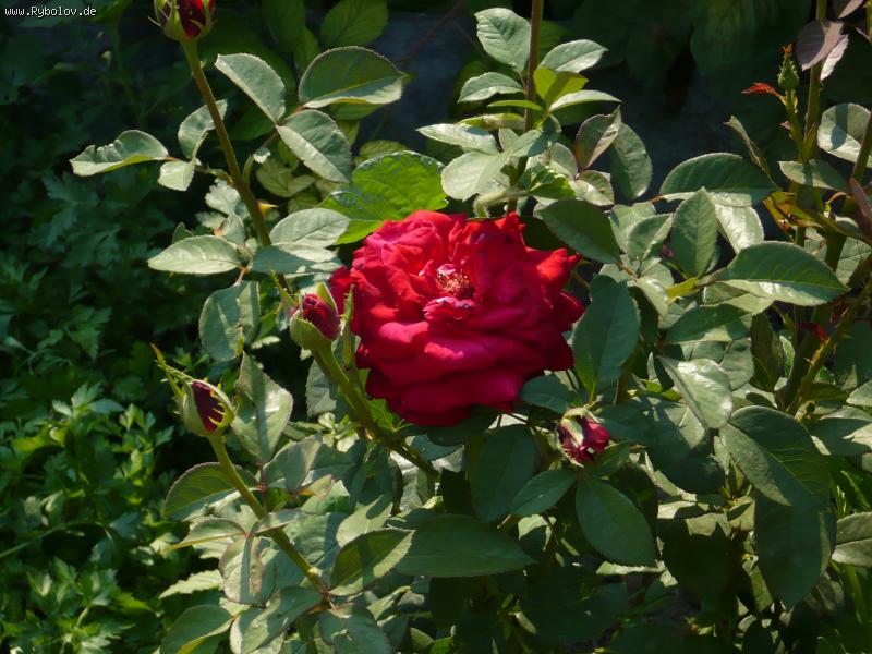 --Да что ж так лета то хочется... - рыбалка (фотоальбом)