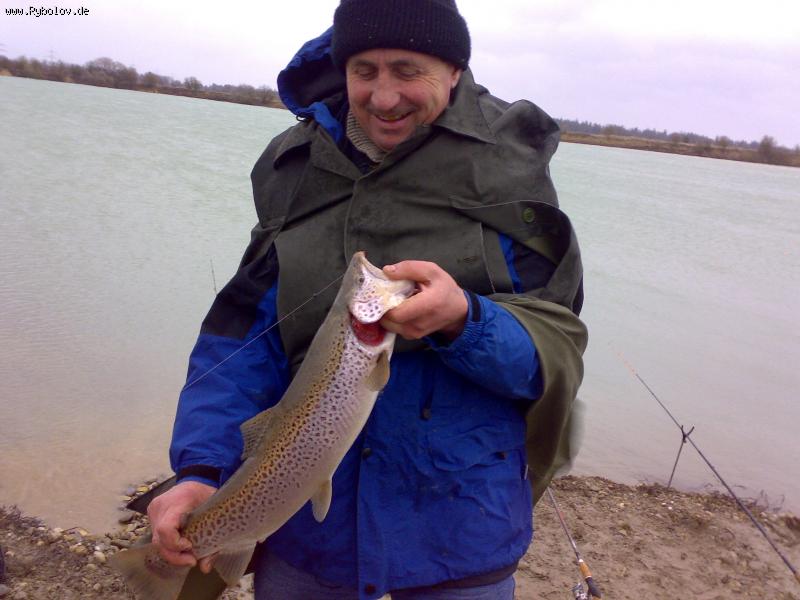 --Seeforelle ��� ������ �����. - ������� (����������)