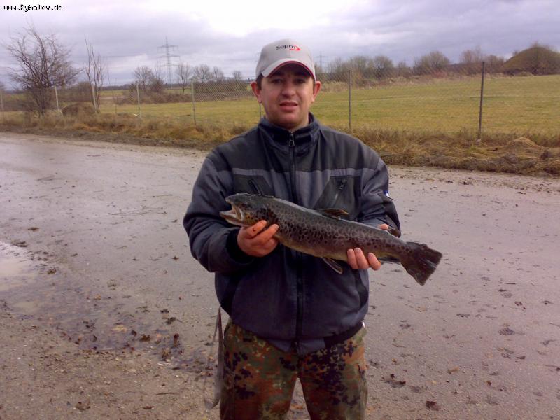 --Seeforelle ������ ����� - ������� (����������)