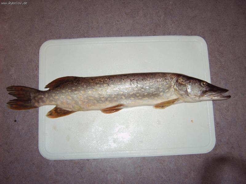 --���� 60 ��. (Rhein) - ������� (����������)