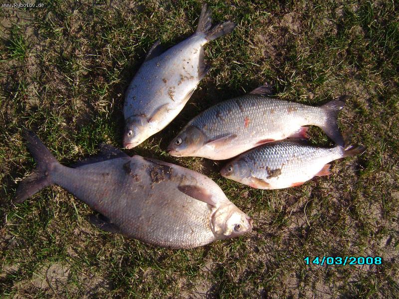 --� ���� " �� ����� �� �����". - ������� (����������)