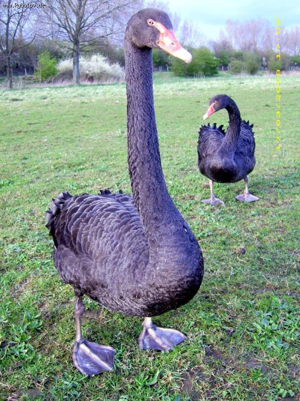 --���-��,������... - ������� (����������)