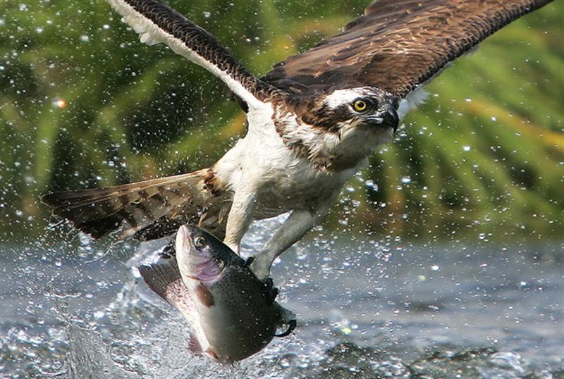 --Hawk 1 -  ()