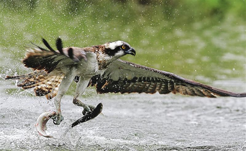 --Hawk 2 - ������� (����������)