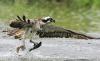 Hawk 2 -  ()